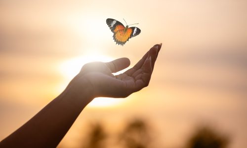 Butterfly Resting on Finger Tip Against Golden Sunset Sky. Butterfly resting finger tip hand touch freedom inspiration nature concept hope serenity golden sunset sunrise silhouette sky background animal wildlife sensitive emotional moment.