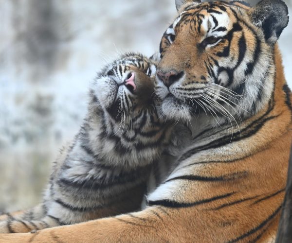 animals-6963815_1280