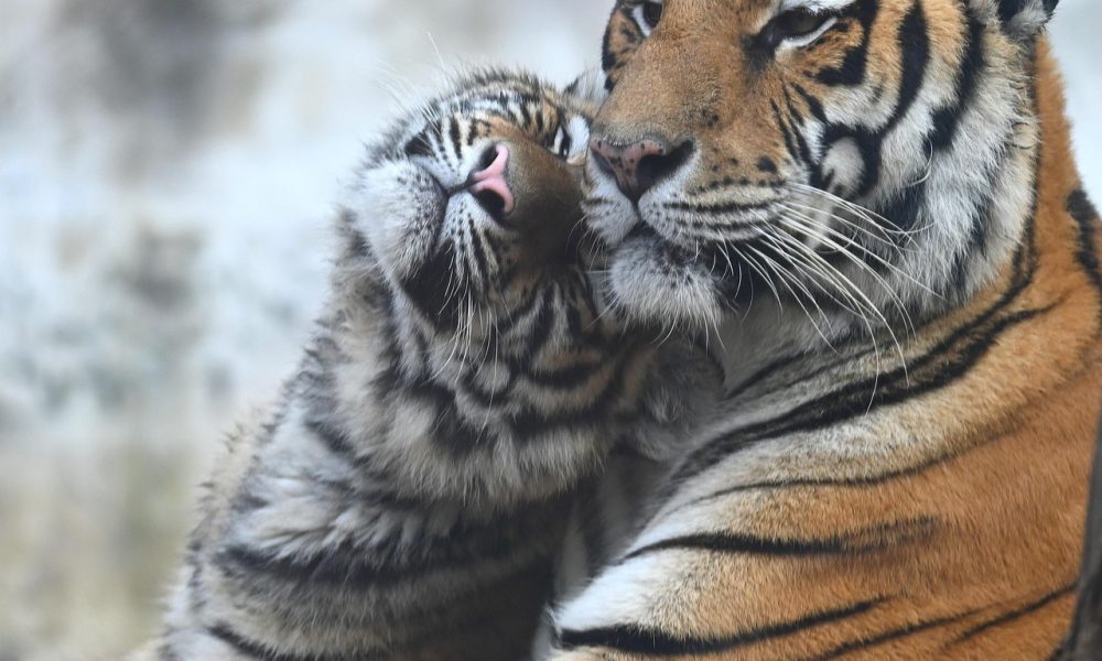 animals-6963815_1280