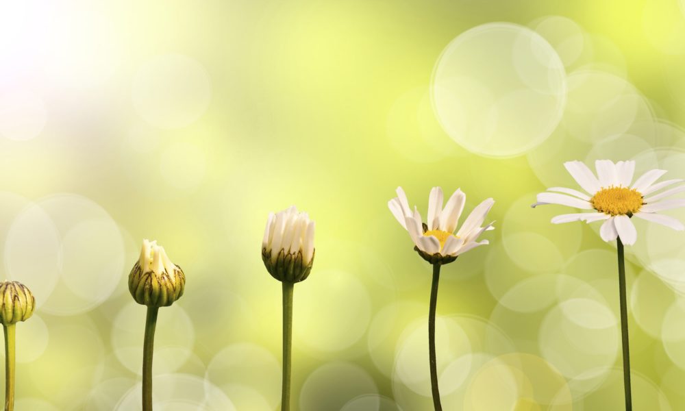 Daisies on green nature background, stages of growth