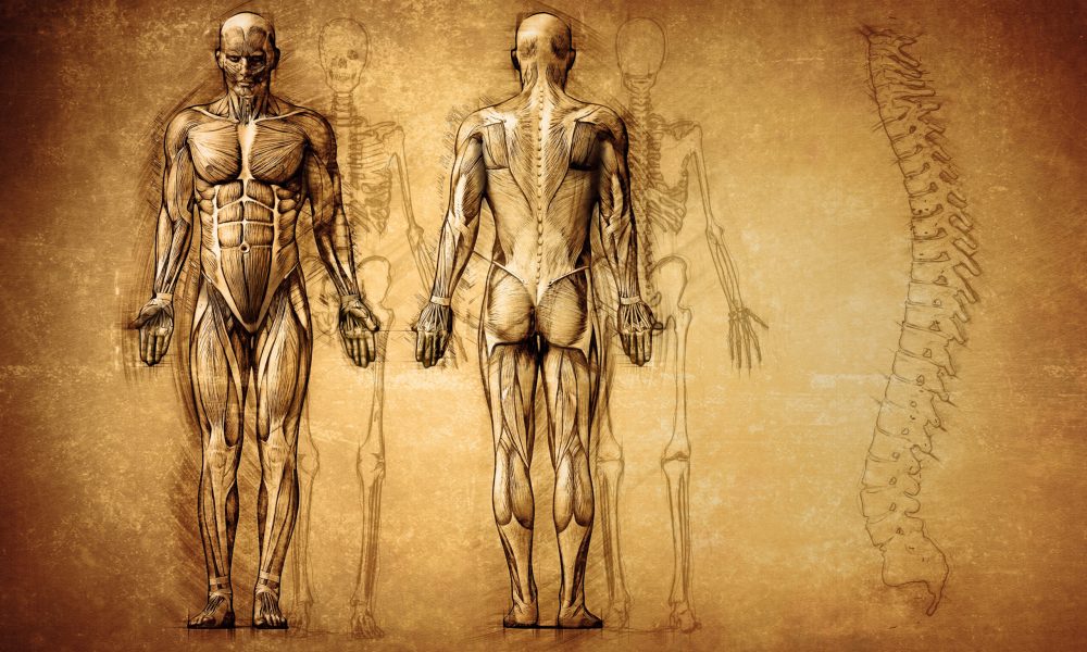 human anatomy drawing, old, canvas