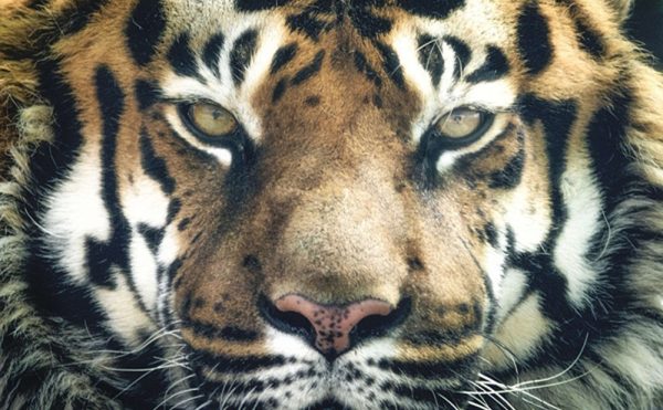 tiger-2850130_960_720