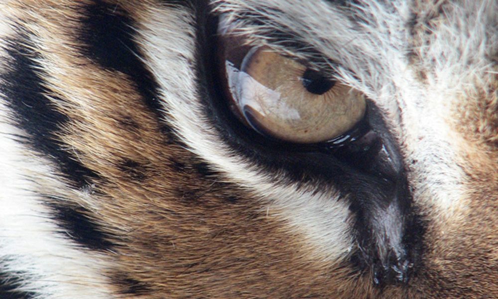 tiger-60602_1920